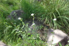 Heliotropium strigosum